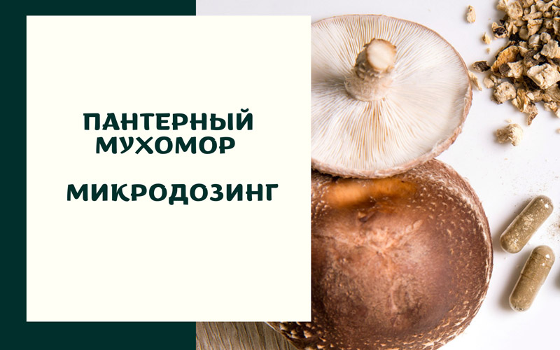 Пантерный мухомор: химический состав, полезные свойства, микродозинг