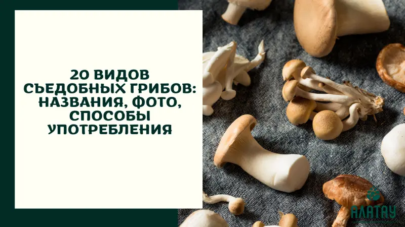 Съедобные грибы: фото, отличия, способы употребления