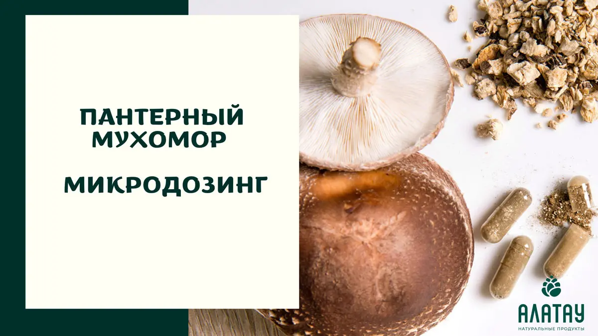 Пантерный мухомор: химический состав, полезные свойства, микродозинг