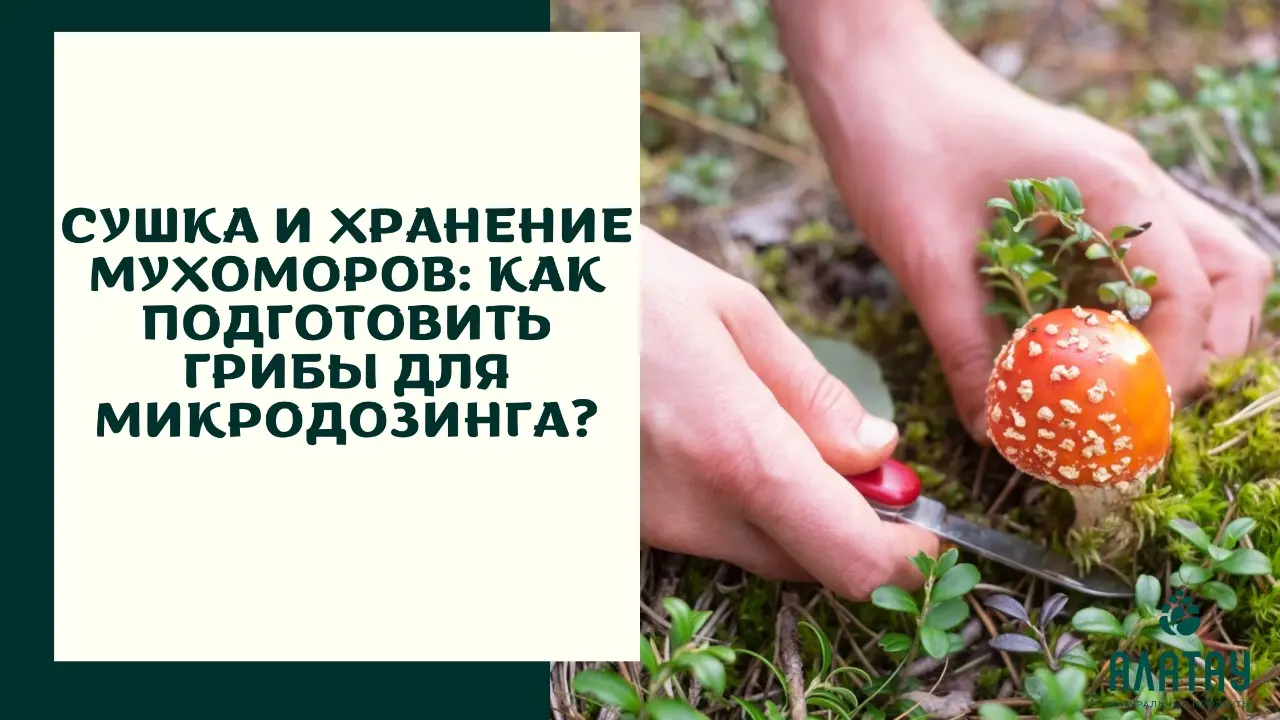 Сушка и хранение мухоморов: как подготовить грибы для микродозинга?