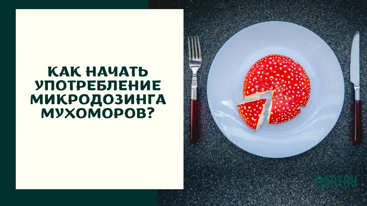 Как начать употребление микродозинга мухоморов?