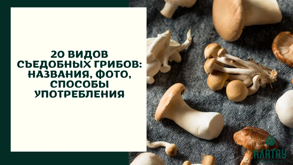 Съедобные грибы: фото, отличия, способы употребления